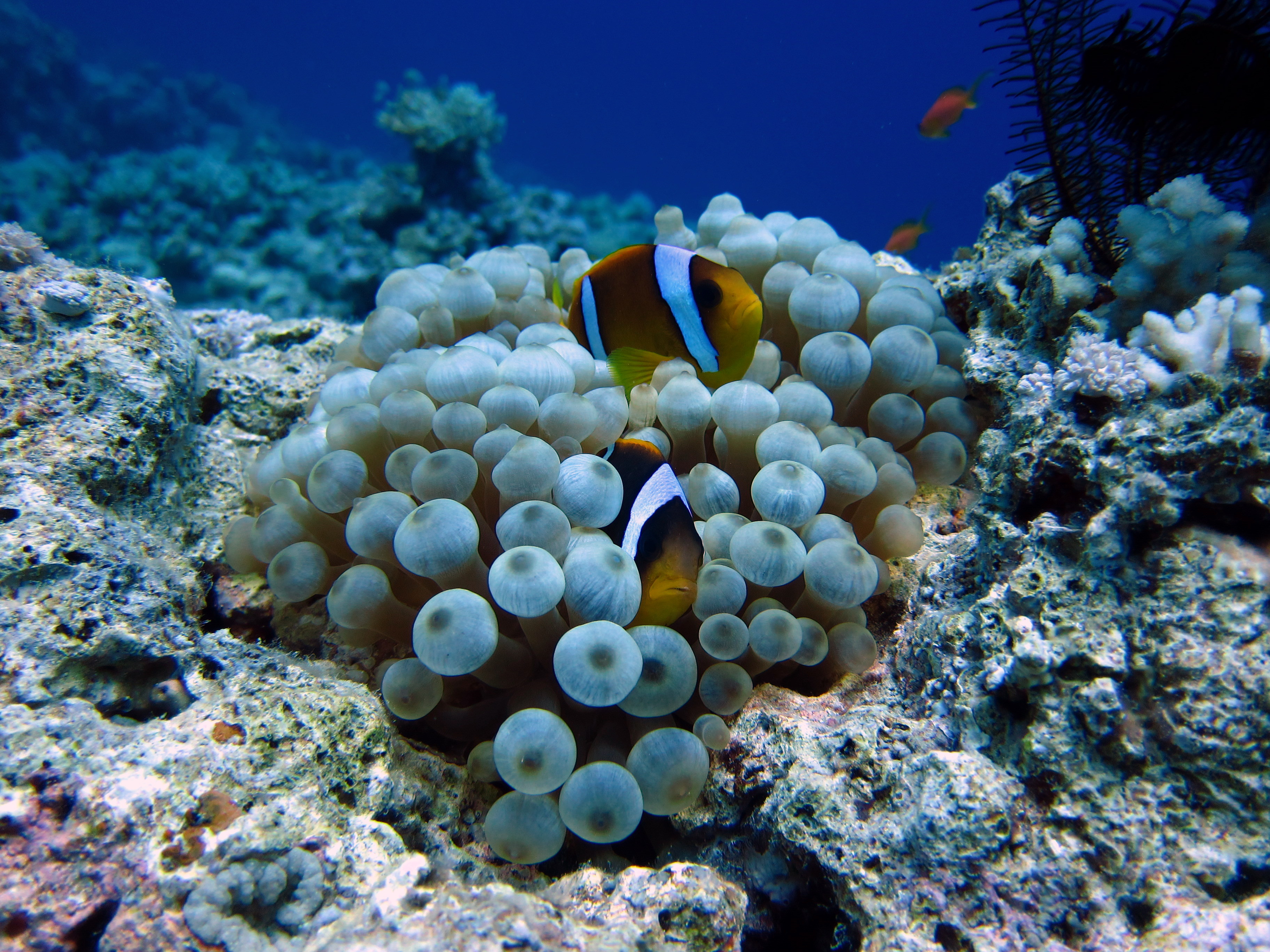 Clown fish swimming in a coral reef