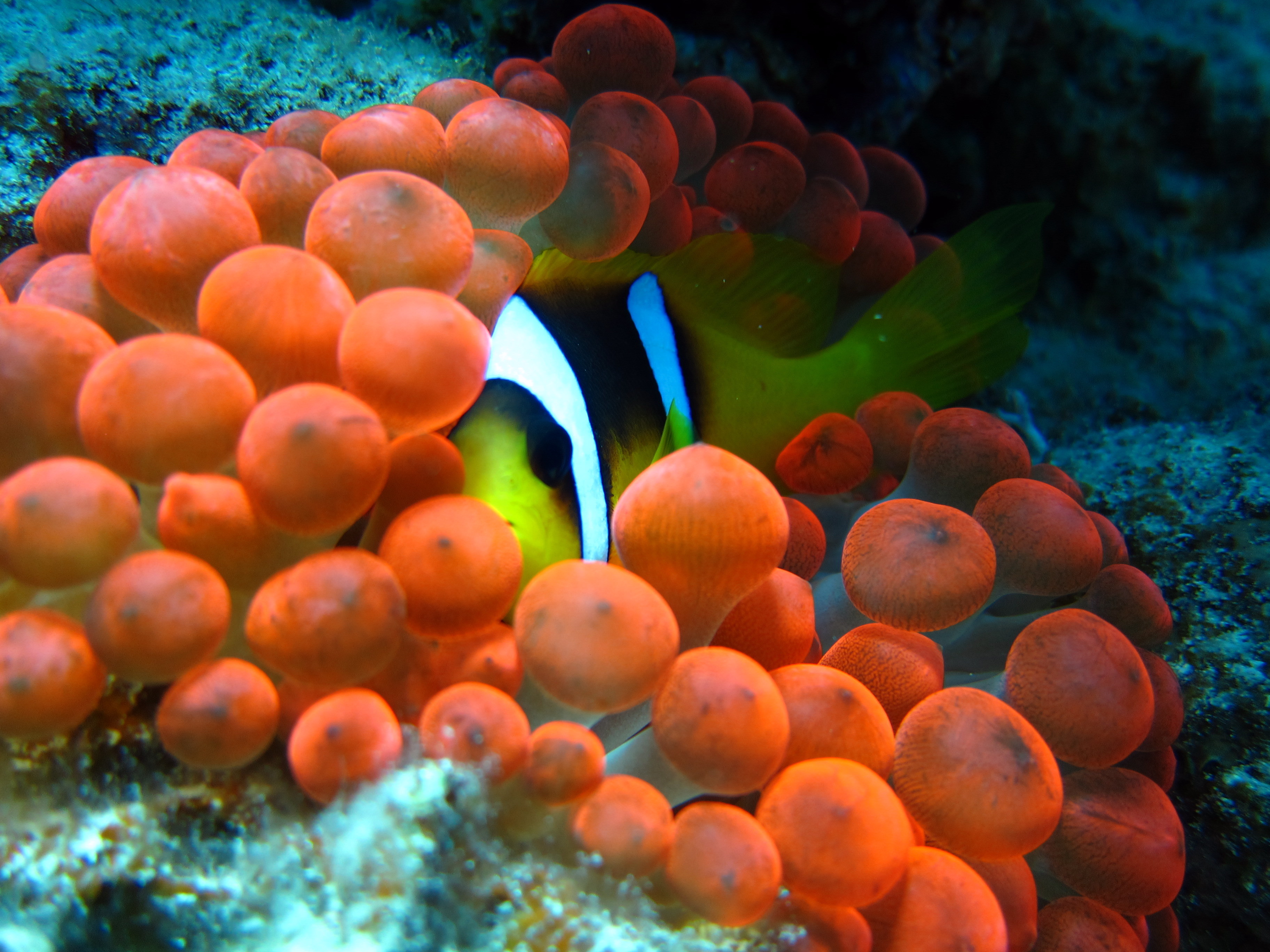 BMT and University of Queensland team up to help save the Great Barrier Reef
