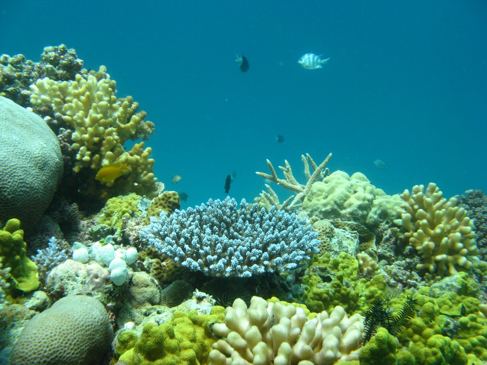 Coral Reef Restoration - banner 