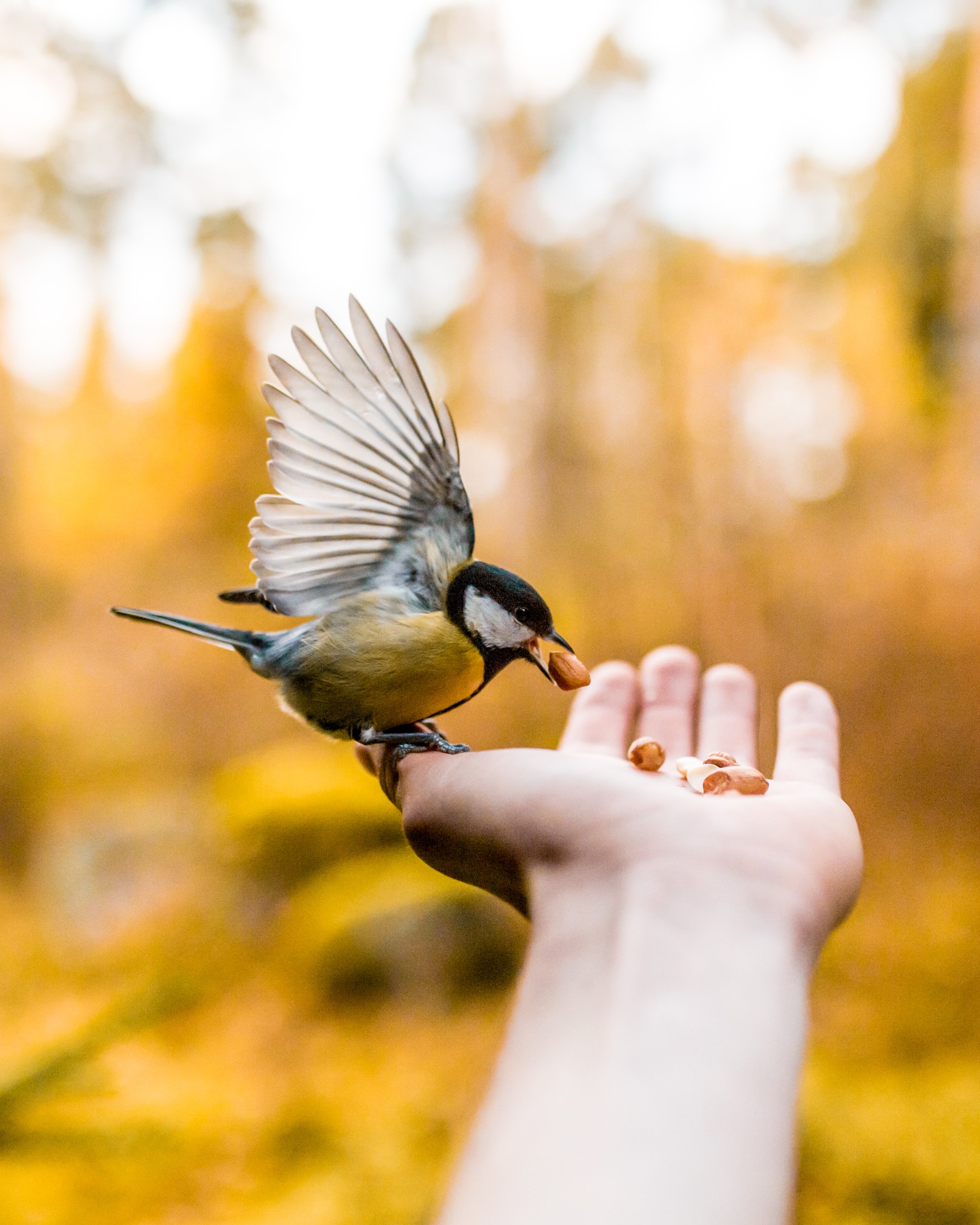 A bird feeding on nuts being held out on a man's hand