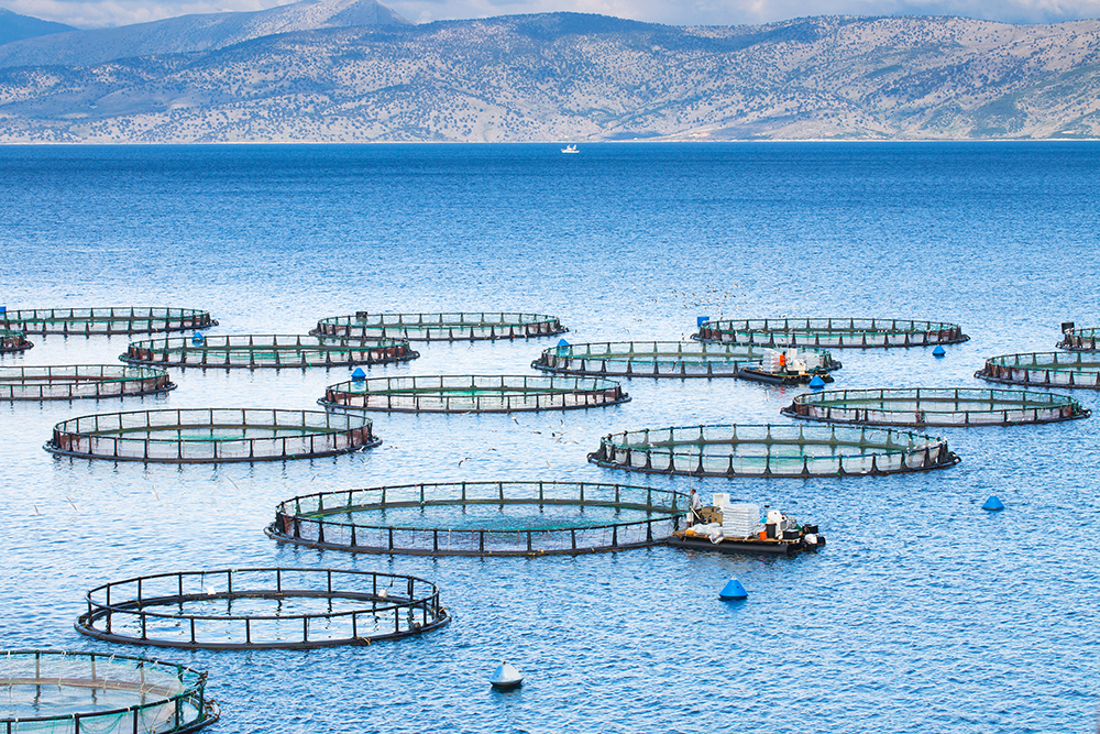 Fish farm - banner 