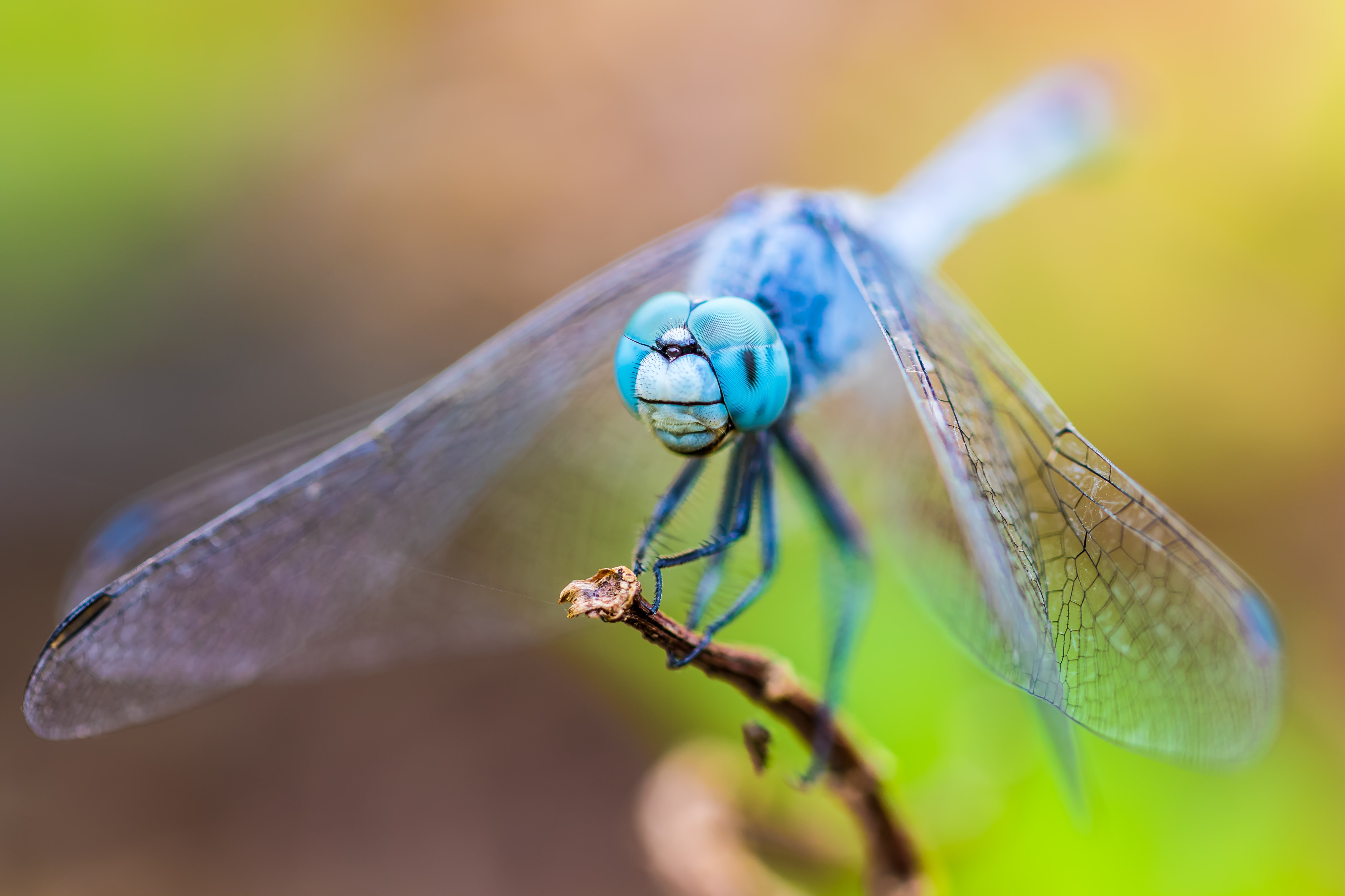 Blue dragonfly on green leaves