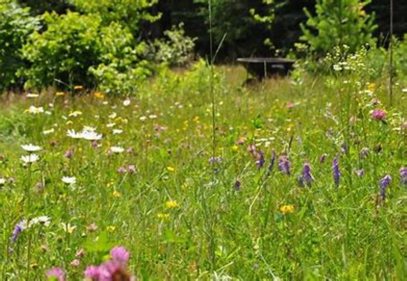 Letting the lawn go wild