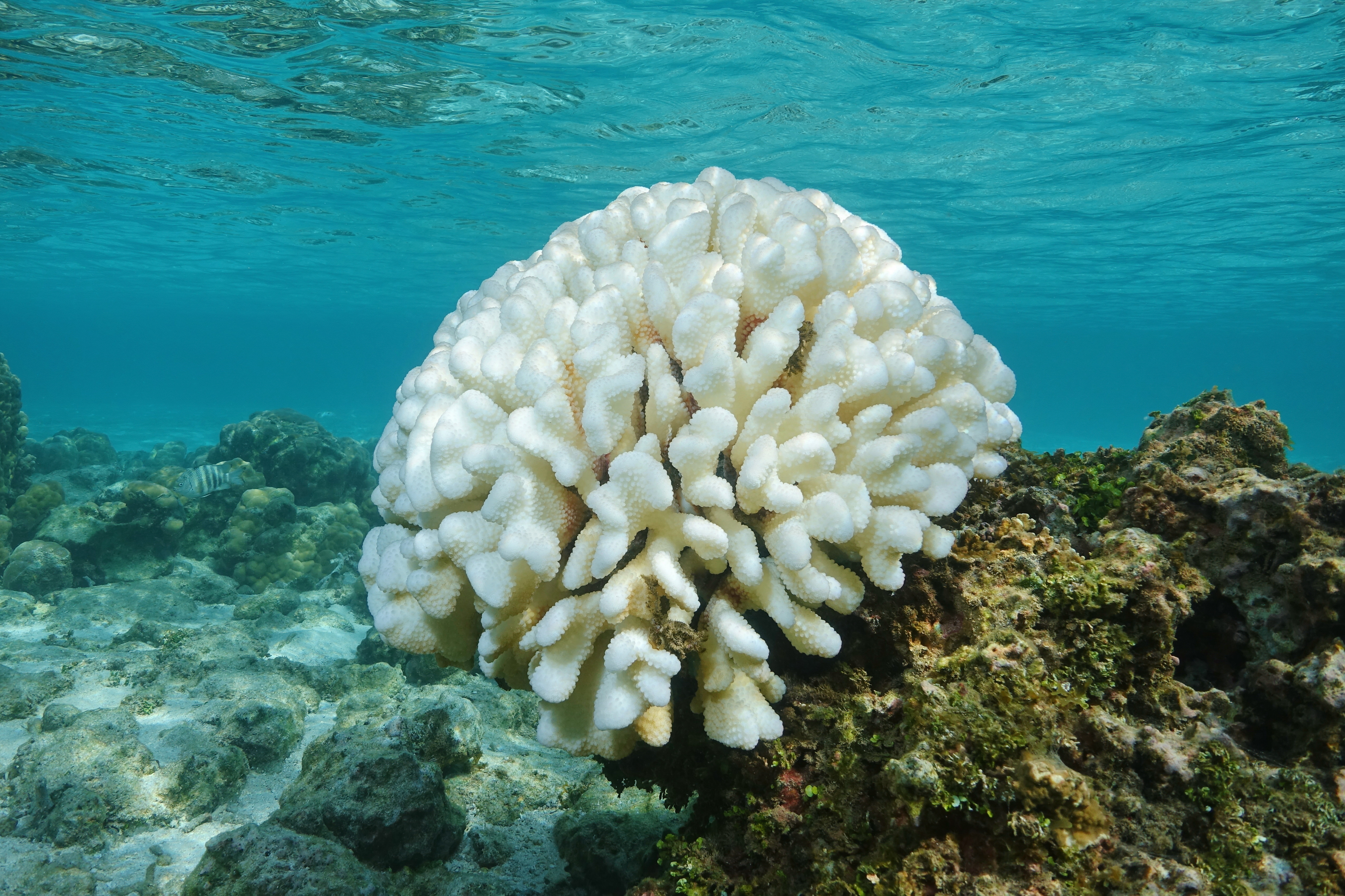 Coral